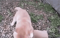 8535b64a48995d98.gif